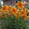 Lilium Orange Space 1 Lilium Orange Space -Plant Flower Store Lilium Orange Space 0014865 2 55033.1690790157