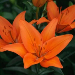 Lilium Orange Ton Lily -Plant Flower Store Lilium Orange Ton 0009995 2 39870.1625061571