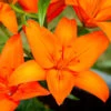 Lilium Orange Ton Lily -Plant Flower Store Lilium Orange Ton 0009995 43887.1625061571