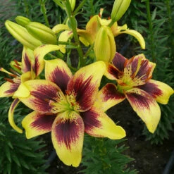 Lilium Pieton Lily -Plant Flower Store Lilium Pieton 0010001 2 59392.1625062538