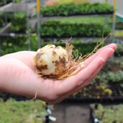 Lilium Pieton Lily -Plant Flower Store Lilium Pieton 0010001 4 03222.1625062538