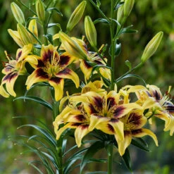 Lilium Pieton Lily