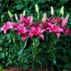 Lilium Pink County -Plant Flower Store Lilium Pink County 0014862 2 83548.1690790218