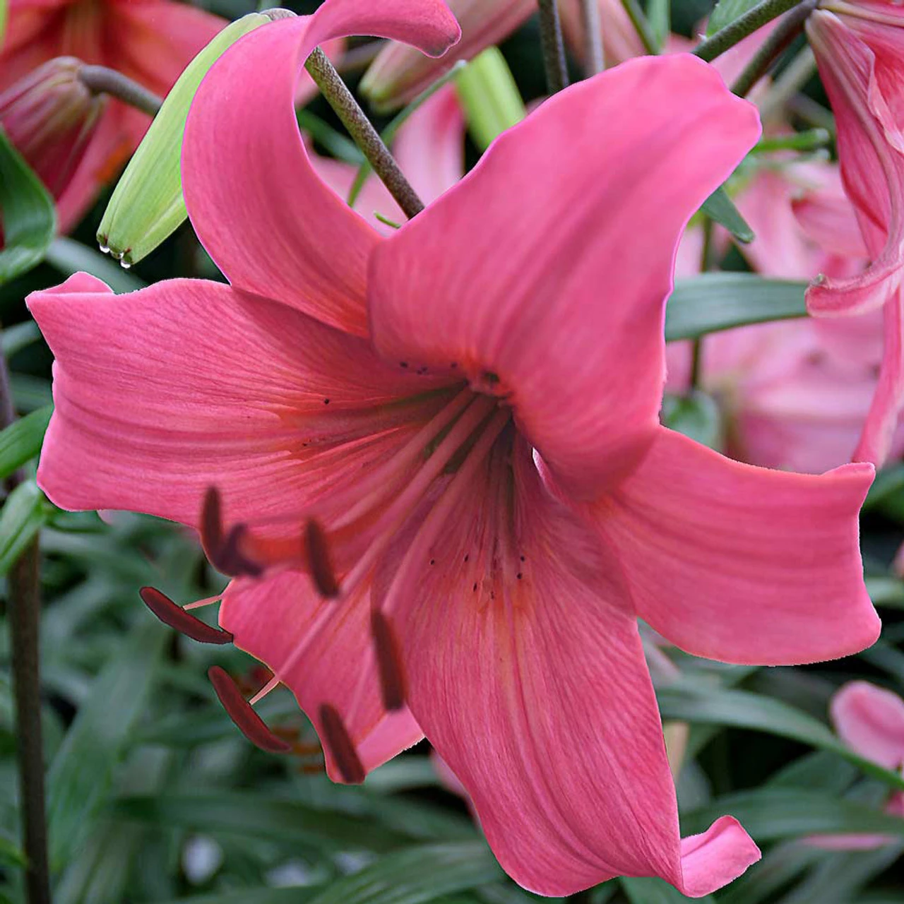 Lilium Pink Flight Tiger Lily 4 Lilium Pink Flight Tiger Lily - Image 2