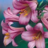 Lilium Pink Perfection 18-20cm Lily -Plant Flower Store Lilium Pink Perfection 0001285 3 25428.1661508262