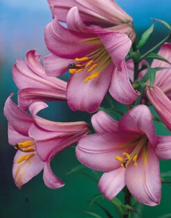 Lilium Pink Perfection 18-20cm Lily