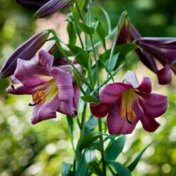 Lilium Pink Perfection 18-20cm Lily -Plant Flower Store Lilium Pink Perfection 0001285 17213.1661508262