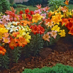 Short Stemmed Lilies Mixed -Plant Flower Store Lilium Pot Mixed 0009788 2 17630.1649152677