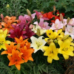 Short Stemmed Lilies Mixed -Plant Flower Store Lilium Pot Mixed 0009788 3 01554.1649152677