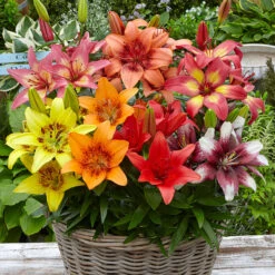 Short Stemmed Lilies Mixed