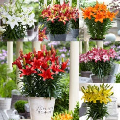 Short Stemmed Lilies Mixed -Plant Flower Store Lilium Pot Mixed 0009788 92367.1649152677