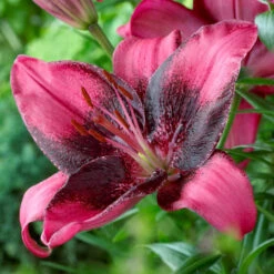 Lilium Purple Eye 14-16cm Lily -Plant Flower Store Lilium Purple Eye 0010002 2 87043.1625062780