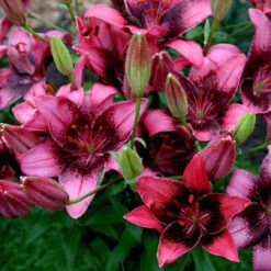Lilium Purple Eye 14-16cm Lily -Plant Flower Store Lilium Purple Eye 0010002 3 50757.1638265137