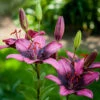 Lilium Purple Eye 14-16cm Lily 2 Lilium Purple Eye 14-16cm Lily -Plant Flower Store Lilium Purple Eye 0010002 04498.1625062780