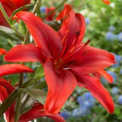 Lilium Red County