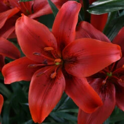 Lilium Red County -Plant Flower Store Lilium Red County 0006224 4 86697.1689845636