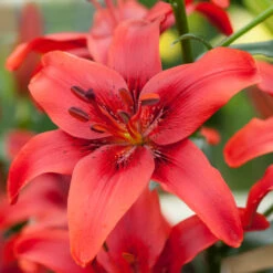 Lilium Red County -Plant Flower Store Lilium Red County 0006224 60961.1689845636