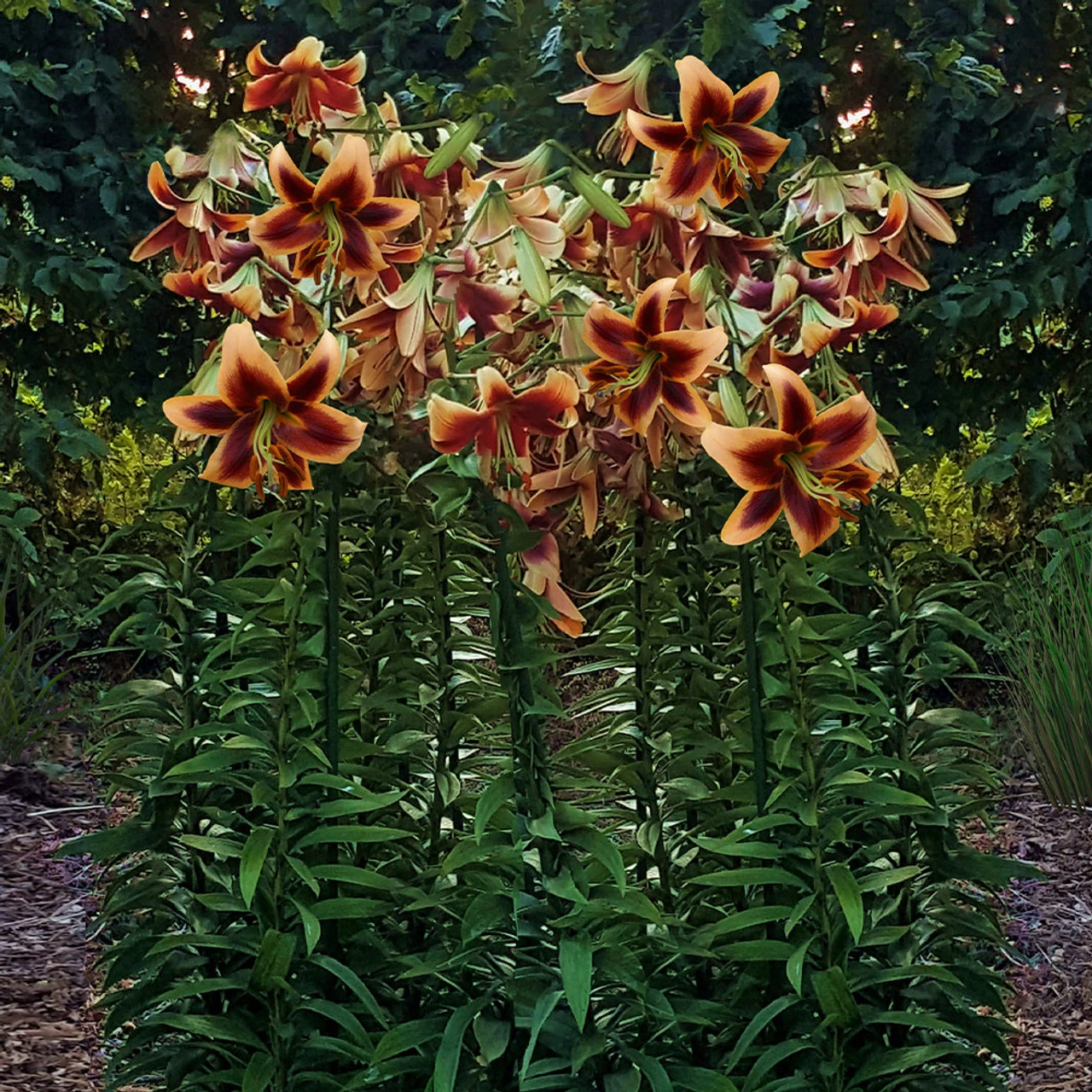 Lilium Red Morning 3 Lilium Red Morning