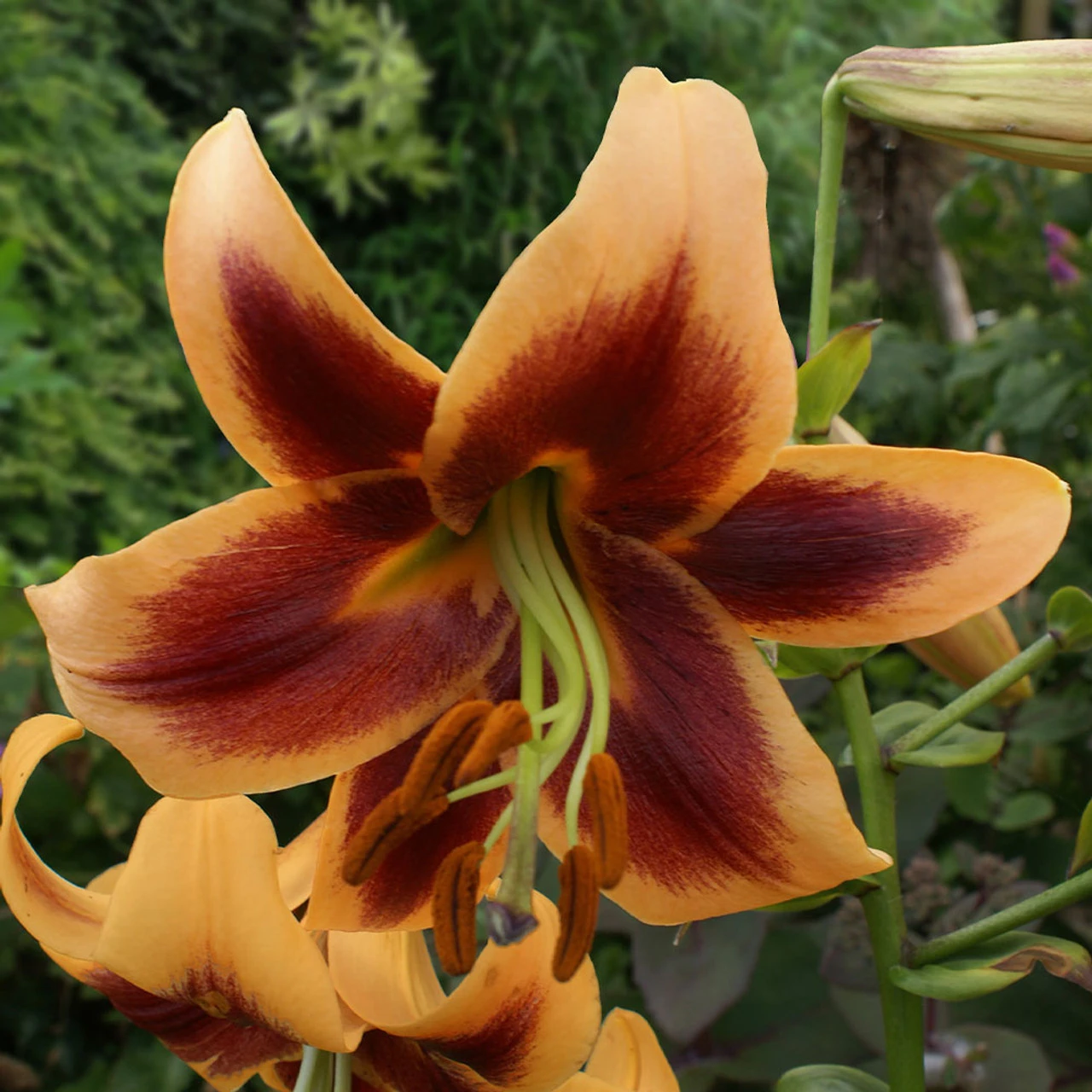 Lilium Red Morning 4 Lilium Red Morning - Image 2