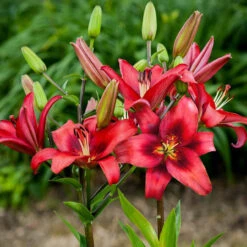 Lilium Red Power Lily -Plant Flower Store Lilium Red Power 0009996 2 89603.1625061724