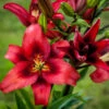 Lilium Red Power Lily 2 Lilium Red Power Lily -Plant Flower Store Lilium Red Power 0009996 41023.1625061724