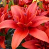 Lilium Red Twin Tiger Lily -Plant Flower Store Lilium Red Twin 0010007 76017.1625063342