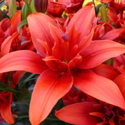 Lilium Red Twin Tiger Lily
