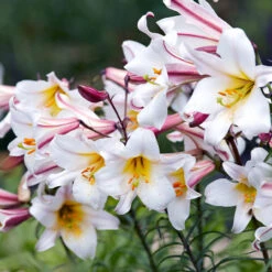 Lilium Regale 16/18 -Plant Flower Store Lilium Regale 16 18 0014496 2 46800.1677576845
