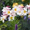Lilium Regale 16/18 2 Lilium Regale 16/18 -Plant Flower Store Lilium Regale 16 18 0014496 5 07200.1677576846