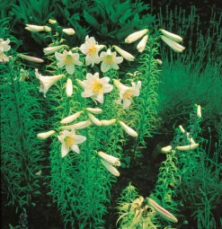 Lilium Regale 18-20cm Lily