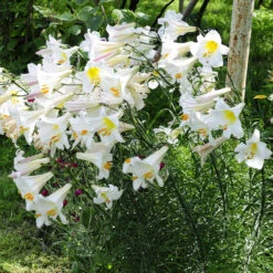 Lilium Regale Album 18/20cm Lily -Plant Flower Store Lilium Regale Album 0001289 97977.1631008750