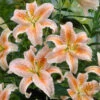 Lilium Salmon Party 16/18cm 1 Lilium Salmon Party 16/18cm -Plant Flower Store Lilium Salmon Party 0006634 44056.1631519295.1280.1280 80682.1691574838