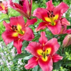 Lilium Satisfaction-