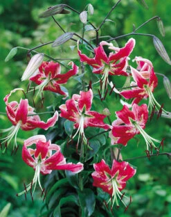 Lilium Speciosum Black Beauty Tiger Lily
