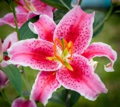 Lilium Stargazer -Plant Flower Store Lilium Stargazer 0001269 3 11256.1623343316