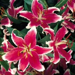 Lilium Stargazer -Plant Flower Store Lilium Stargazer 0001269 5 32201.1688050532