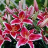 Lilium Stargazer -Plant Flower Store Lilium Stargazer 0001269 93242.1688050532