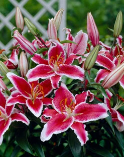Lilium Stargazer