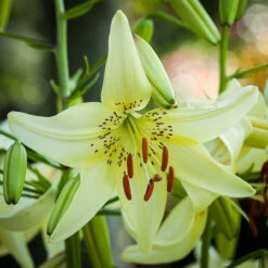 Lilium Sweet Surrender -Plant Flower Store Lilium Sweet Surrender 0001277 2 14996.1690790621