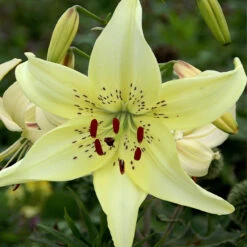 Lilium Sweet Surrender -Plant Flower Store Lilium Sweet Surrender 0001277 4 92359.1690790621