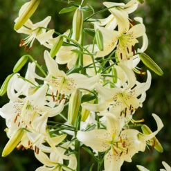 Lilium Sweet Surrender -Plant Flower Store Lilium Sweet Surrender 0001277 5 40986.1690790621