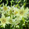 Lilium Sweet Surrender -Plant Flower Store Lilium Sweet Surrender 0001277 81565.1690790621