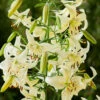 Lilium Sweet Surrender 14/16cm -Plant Flower Store Lilium Sweet Surrender 0014868 2 49998.1691653165