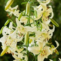 Lilium Sweet Surrender 14/16cm