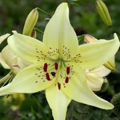 Lilium Sweet Surrender 14/16cm -Plant Flower Store Lilium Sweet Surrender 0014868 3 43913.1691653165