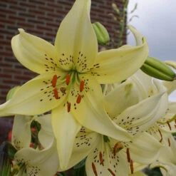Lilium Sweet Surrender 14/16cm -Plant Flower Store Lilium Sweet Surrender 0014868 4 28658.1691653165