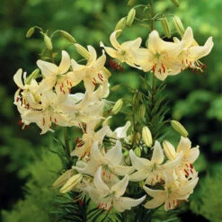 Lilium Sweet Surrender 14/16cm -Plant Flower Store Lilium Sweet Surrender 0014868 6 76968.1691653165