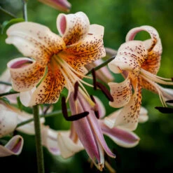 Lily Tiger Babies Tiger Lily