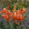 Lilium Tigrinum Splendens -Plant Flower Store Lilium Tigrinum Splendens 0005046 98005.1631265791