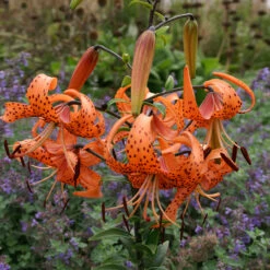 Lilium Tigrinum Splendens